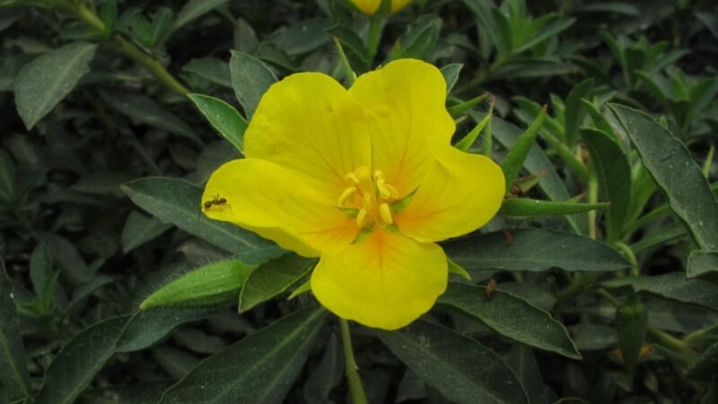 Una flor acuática sencilla, pero esta invasora amenaza un valioso ecosistema en Madrid