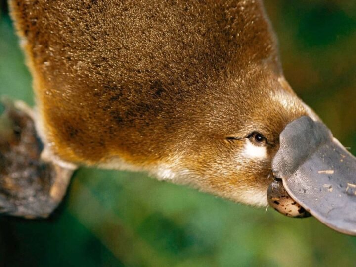 Biólogos sorprenden al hallar ADN aviar en el pelaje del ornitorrinco, desafiando teorías