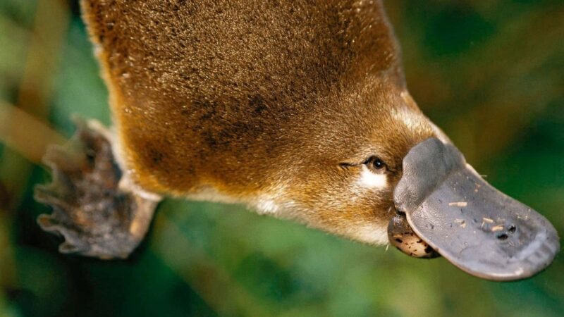 Biólogos sorprenden al hallar ADN aviar en el pelaje del ornitorrinco, desafiando teorías