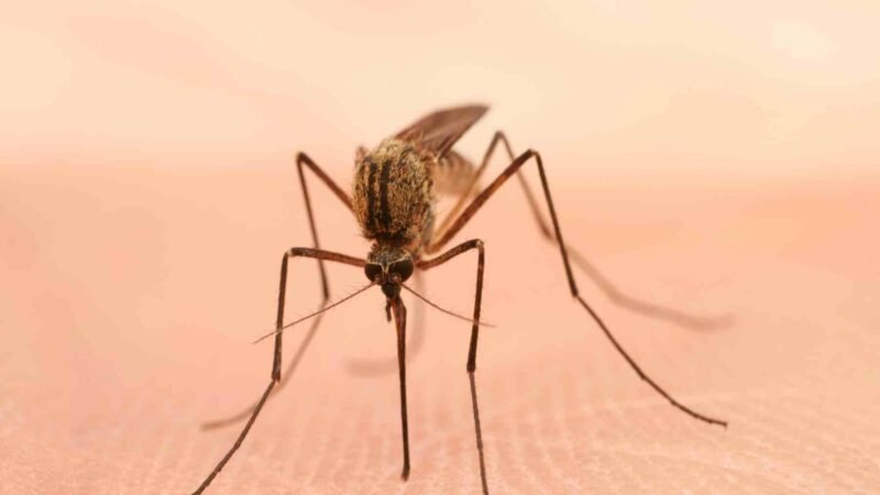 España se alista para la llegada de una gran plaga de mosquitos, pero hay un remedio casero eficaz