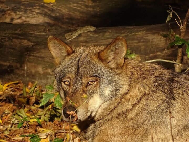 La protección del lobo ibérico en España podría ser revisada por el Tribunal Constitucional