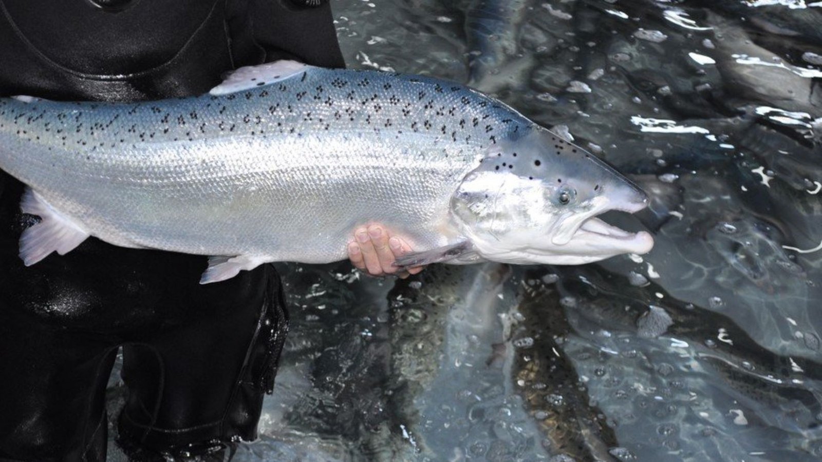 Salmón atlántico en riesgo en Galicia: ecologistas piden protección inmediata para su