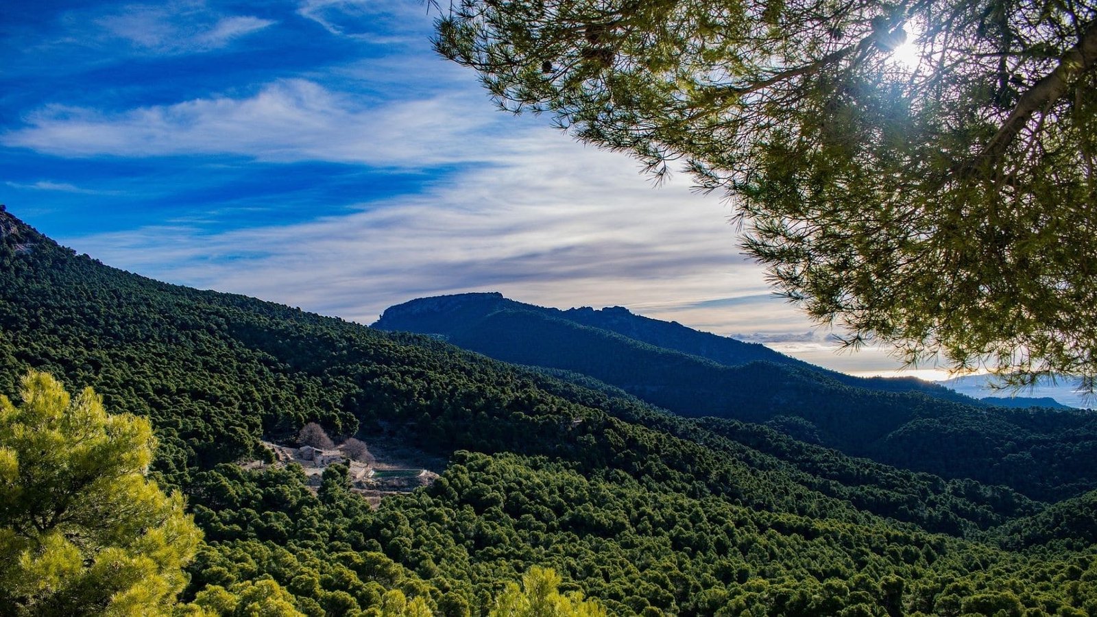 Medir la altura de árboles y edificios con lidar facilita el análisis de bosques y ciudades